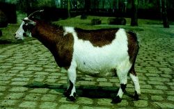 Name:  Sheep Farming  Raising Sheep Guide For Young Entrepreneurs --- West African Dwarf sheep.jpg
Views: 3783
Size:  12.5 KB