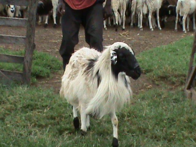 Name:  Sheep Farming  Raising Sheep Guide For Young Entrepreneurs --- Djallonke Sheep breed.jpg
Views: 4958
Size:  47.0 KB