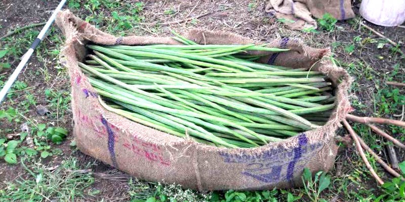 Name:  moringa.jpg
Views: 423
Size:  84.0 KB