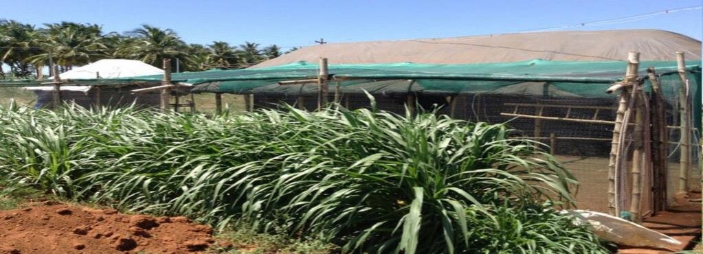 Name:  aka-country-chicken-farm-thirunagar-madurai-poultry-farms-1yuc3oy.jpg
Views: 578
Size:  83.7 KB