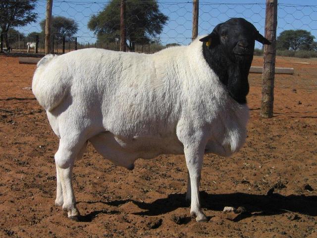 Name:  Sheep Farming  Raising Sheep Guide For Young Entrepreneurs --- Somali Sheep.jpg
Views: 3294
Size:  71.3 KB