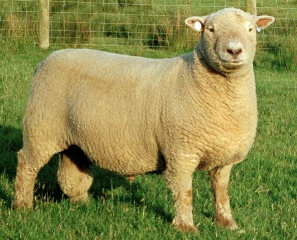 Name:  Sheep Farming  Raising Sheep Guide For Young Entrepreneurs --- South down Sheep breed.jpg
Views: 3351
Size:  56.2 KB