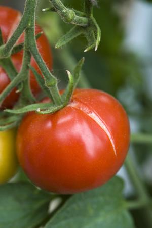 Name:  cracking tomatoes 2.jpg
Views: 657
Size:  15.4 KB