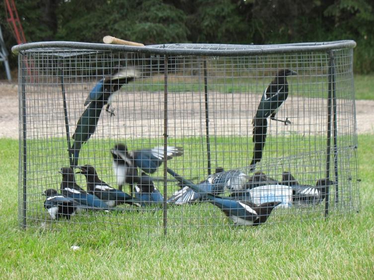 Magpie traps discount