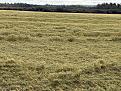 IMG_4358.jpg